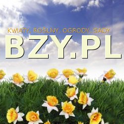 kwiaty, rożliny, bez, bzy, winnice, wino, snowboard, odzież, ubrania , dla myśliwych, outdoor , narty, kasina http://www.krakov.plSprzedam Zakopane Warszawa randki sporkania kuppię darmowe ogłoszenia